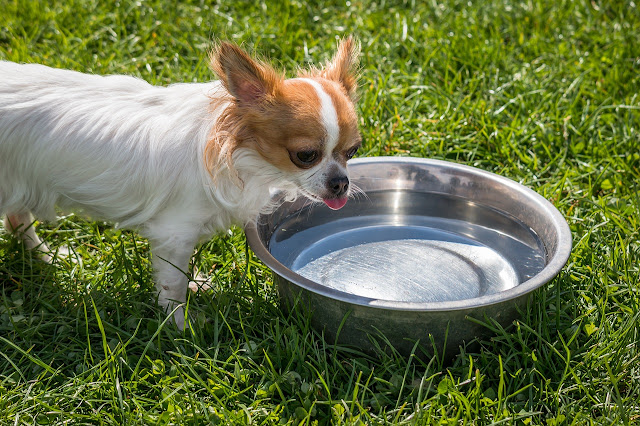 Cachorros E O Verão: Precauções Essenciais Para Proteger Seu Pet Do Calor