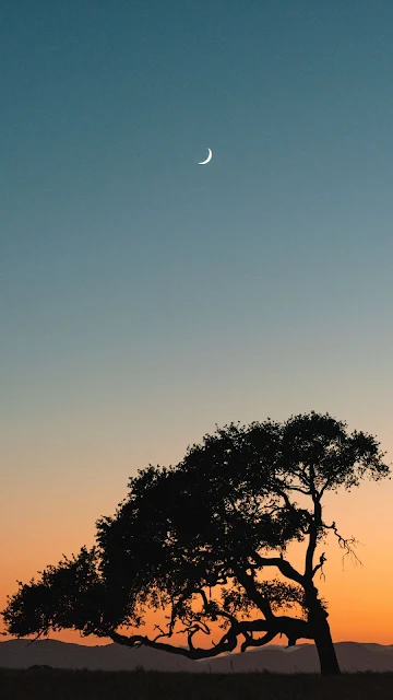 Nature, Moon, Sky, Tree, Sunset, Horizon