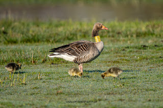 Wildlifefotografie Graugans Ochsenmoor Olaf Kerber