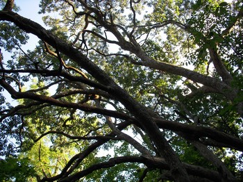 Nikon Coolpix S52c