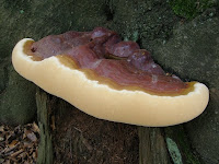 Ganoderma resinaceum