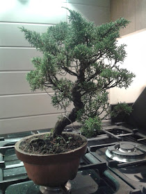 bonsai, juniperus bonsai, training juniper, itoigawa bonsai