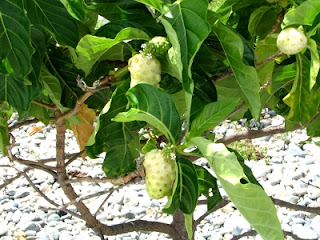 Nutritional value of the Noni fruit 