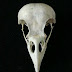 Jackdaw skull