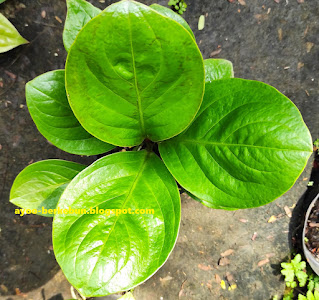 anthurium mangkok