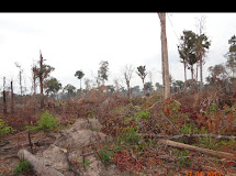 Cut down the tree in Cambodia