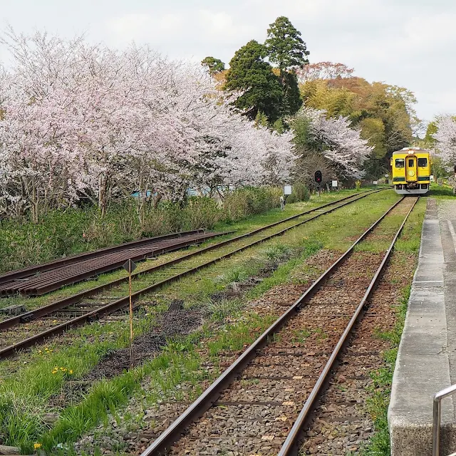 いすみ鉄道　国吉駅　桜