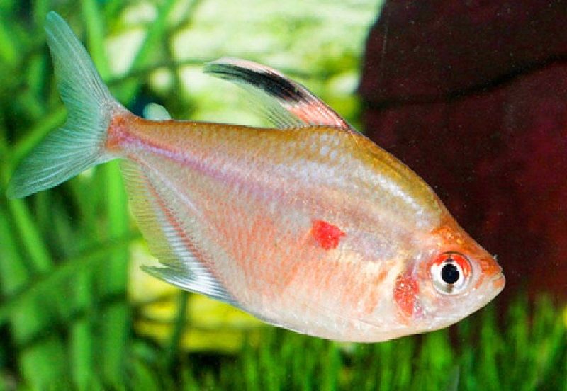 Jenis Ikan Hias Aquascape 62. Jenis Ikan Hias Aquascape Bleeding Heart Tetra