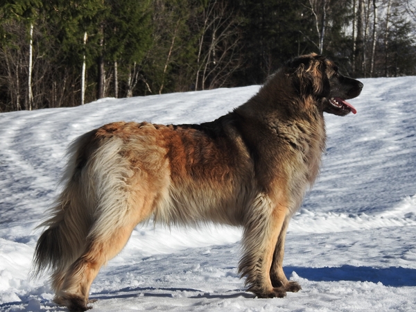 leonberger