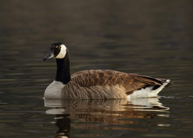 Canada Goose