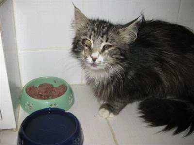 Amazing Cat Transformation Seen On www.coolpicturegallery.us