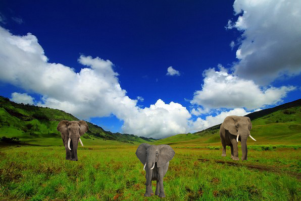 Gajah di Padang  Rumput  26 01 18 