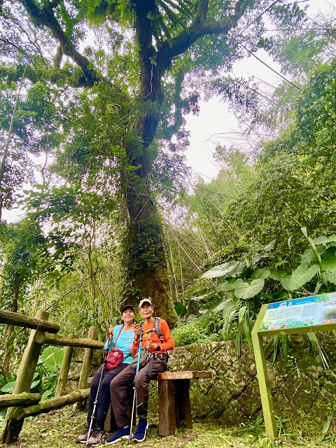 迷糊步道--茄苳巨木