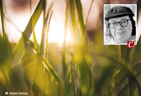 ambiente de leitura carlos romero cronica conto poesia narrativa pauta cultural literatura paraibana poeta saulo mendonca marques saudade amor animais