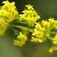 farmacia Naturala