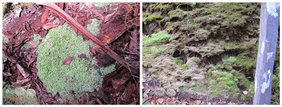 Bako National Park - Moss - WireBliss