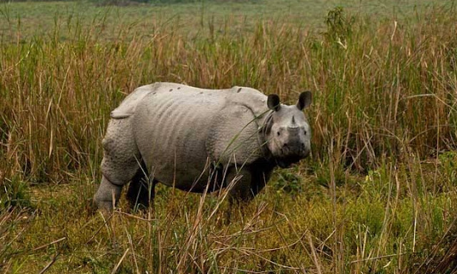 MY DAY LIFE WITH KAZIRANGA NATIONAL FOREST APRIL 16,2021