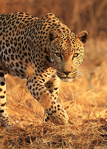 27 Best Photos African Big Cats Safaris : Wild4 African Photographic Safaris: BEST of KRUGER & BIG ...