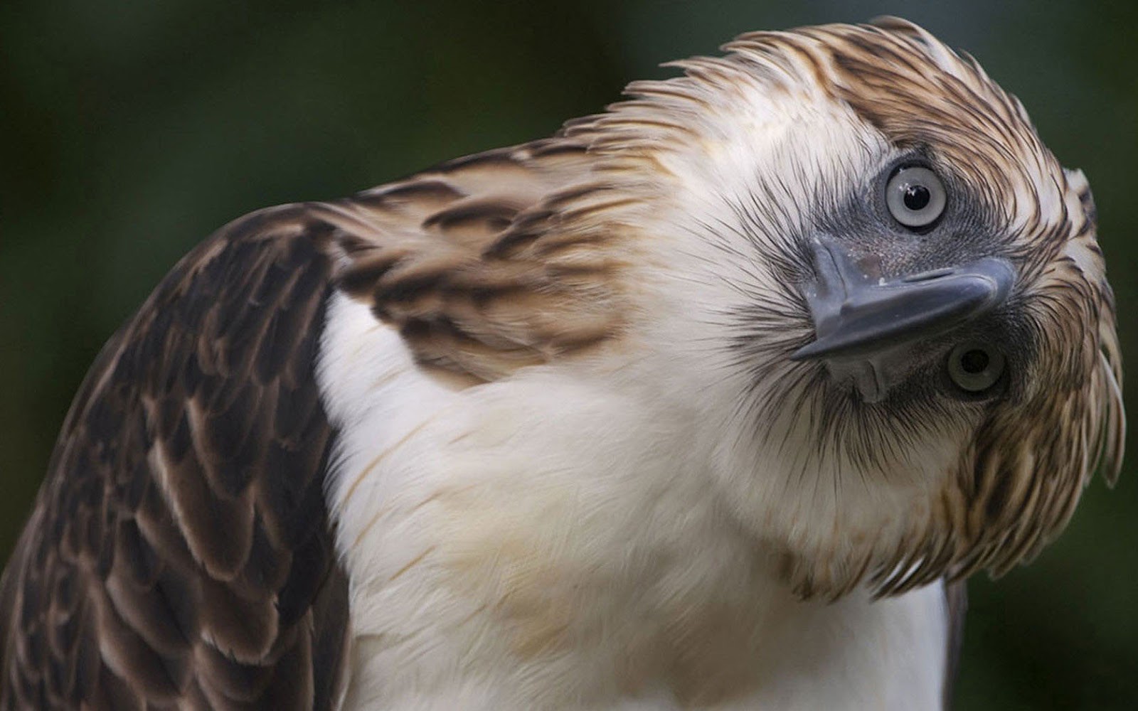 Let's Draw Endangered Species! : ): Philippine Eagle