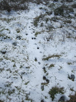 Coyote tracks en route to Glendora Mountain, Angeles National Forest, February 20, 2011