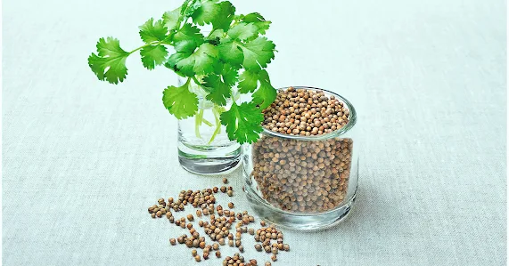 Some Useful Plants And Their Uses: coriander cilantro