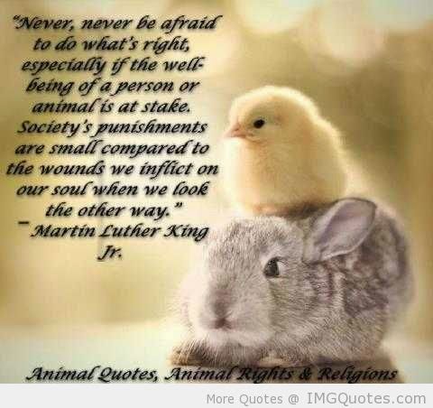Animal Love: The Animal Quotes