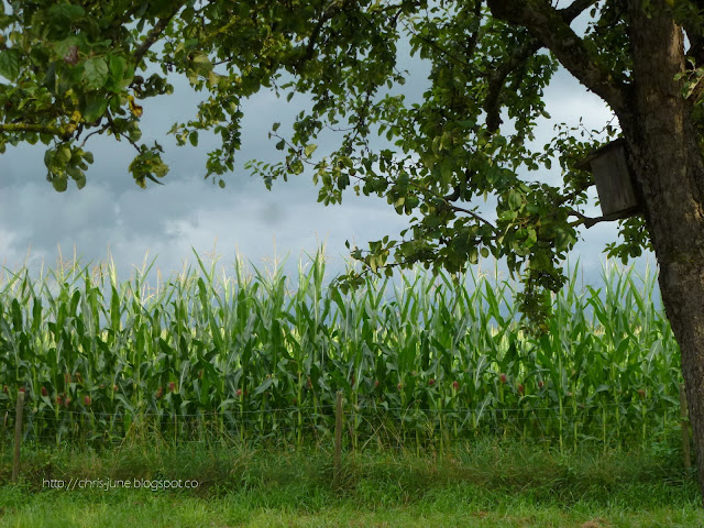 Apfelbaum mit Maisfeld - 12tel Blick am 31.07.16