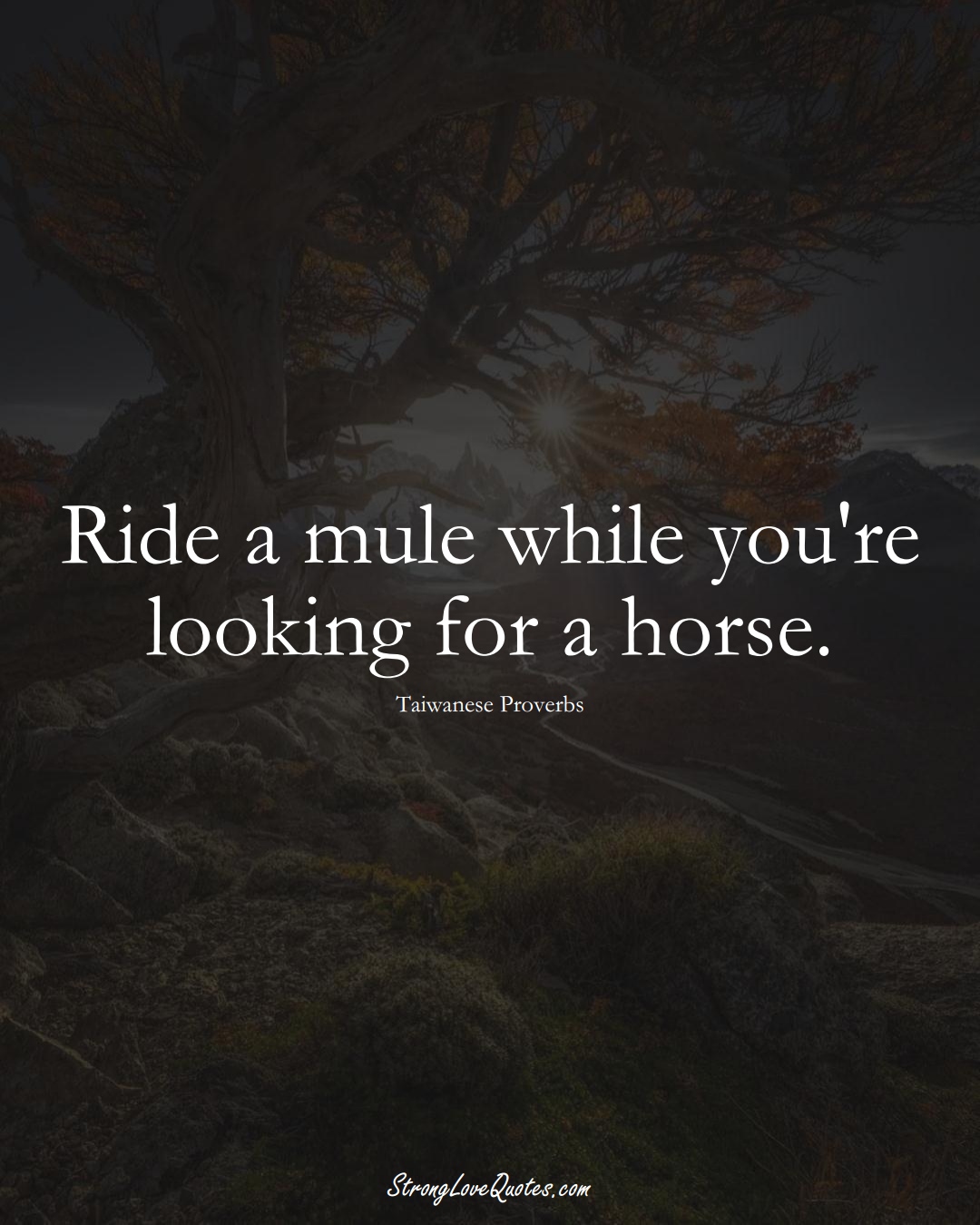 Ride a mule while you're looking for a horse. (Taiwanese Sayings);  #AsianSayings