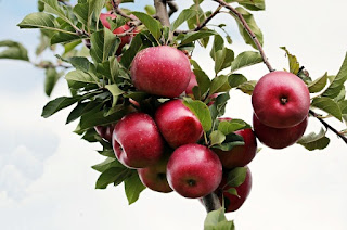 Easy apple pie in a pressure cooker.