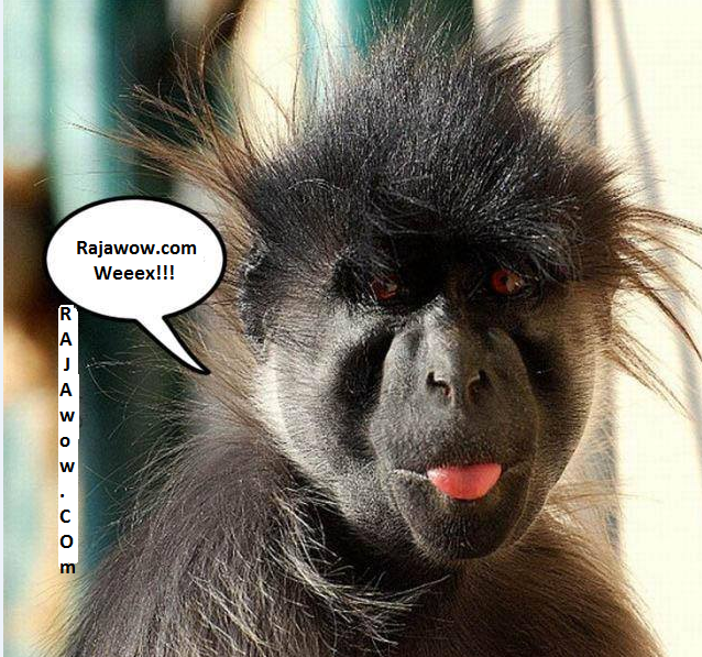 kumpulan meme gambar monyet lucu unik ANEH DI DUNIA