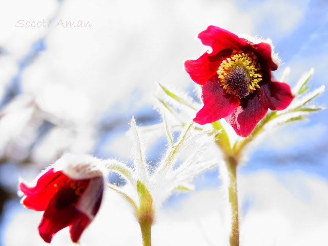 Pulsatilla cernua