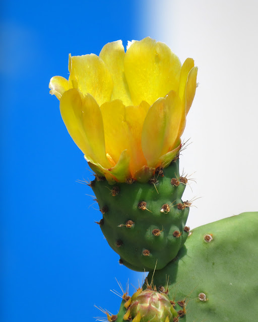 Cactus flower, Spianata del Molo Mediceo, Livorno