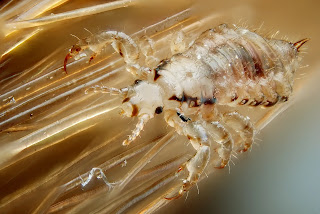 What is Pubic Lice (Crabs)