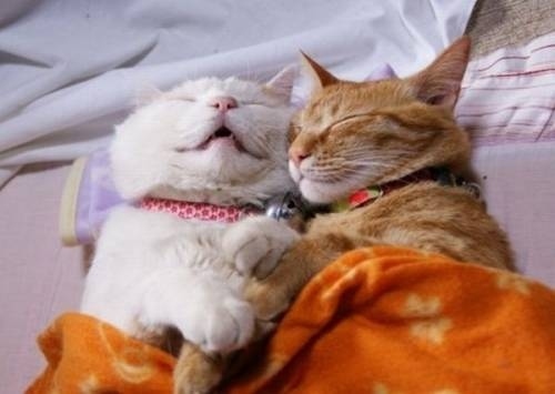 Foto Kucing Unyu Lagi Tidur [ www.BlogApaAja.com ]