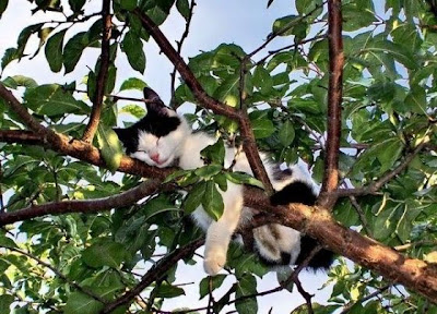 Some Amazing Place for a Cat to Sleep