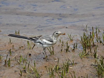 Fledgling White Wagtail
