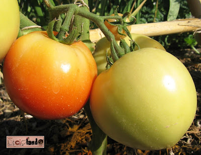 frutto (con semi) Pomodoro Riciclando