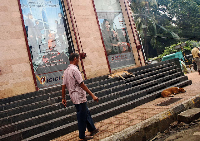 dogs sleeping on steps