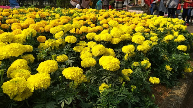 Marigold Tageteres