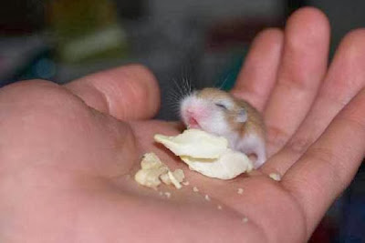 Hamsters filhotes