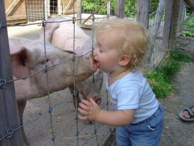 pig kiss, cute pig and baby, funny pig and baby picture