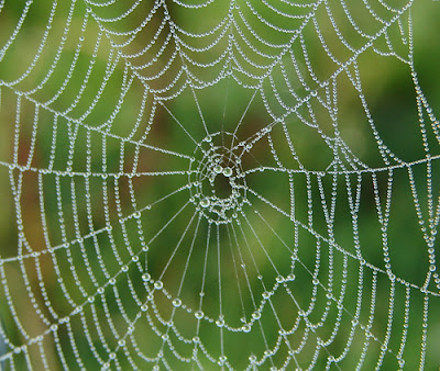 How to Photographs a Spider's Web - Tips for Photographing Spider Webs