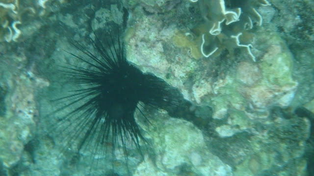 A sea urchin in the reef. The urchin is black with nasty looking spines.
