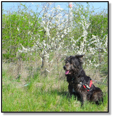 mit Hund durch den Frühling