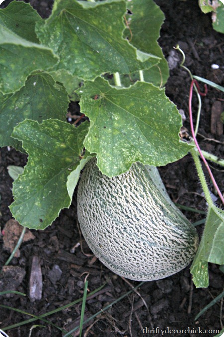 growing cantaloupe
