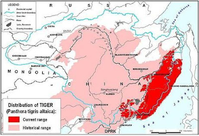 Distribución Tigre de Amur