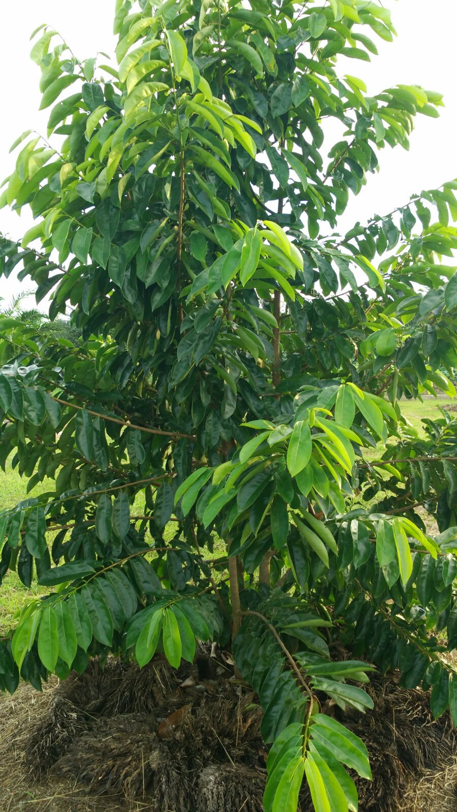 Gambar Khasiat Pokok Durian  Belanda Nangka Daun  Gelap 