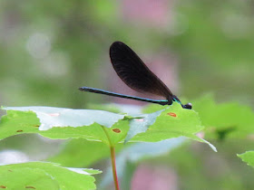 damselfly