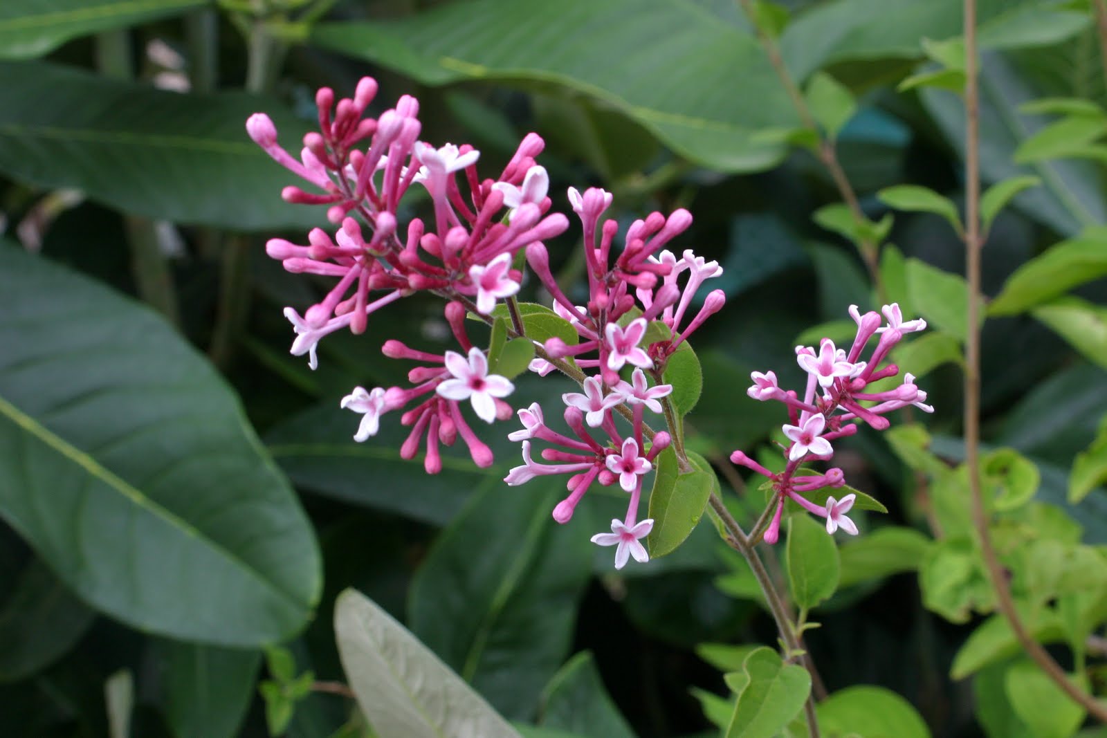 Lilac Shrub