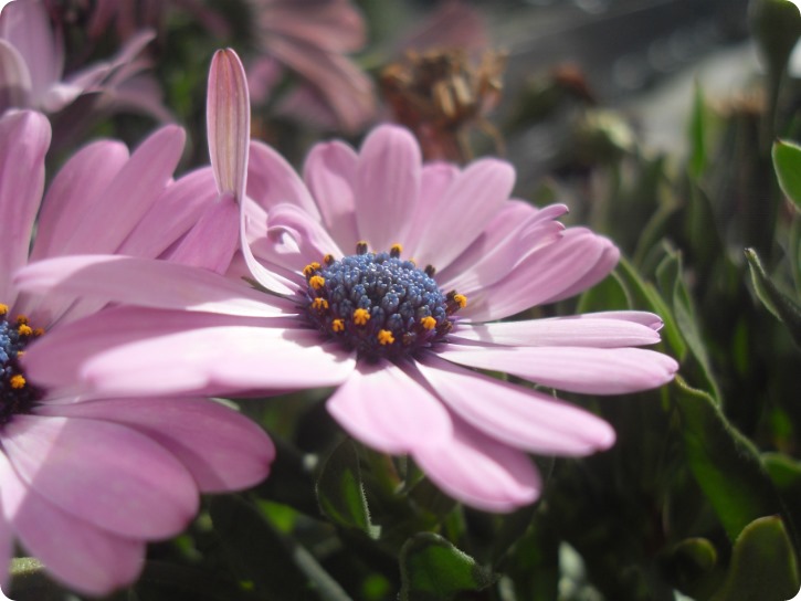 Altanblomster